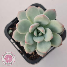 Load image into Gallery viewer, Echeveria &#39;Fragrant Cocoa&#39; - John &amp; Norma&#39;s Succulents Australia
