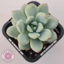 Load image into Gallery viewer, Echeveria &#39;Fragrant Cocoa&#39; - John &amp; Norma&#39;s Succulents Australia
