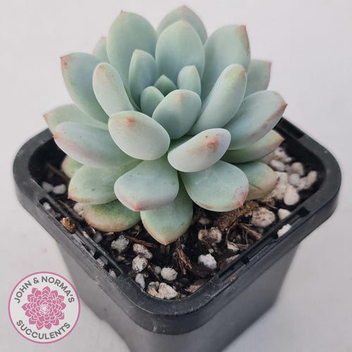 Echeveria 'Fragrant Cocoa' - John & Norma's Succulents Australia