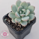 Echeveria 'Fragrant Cocoa'