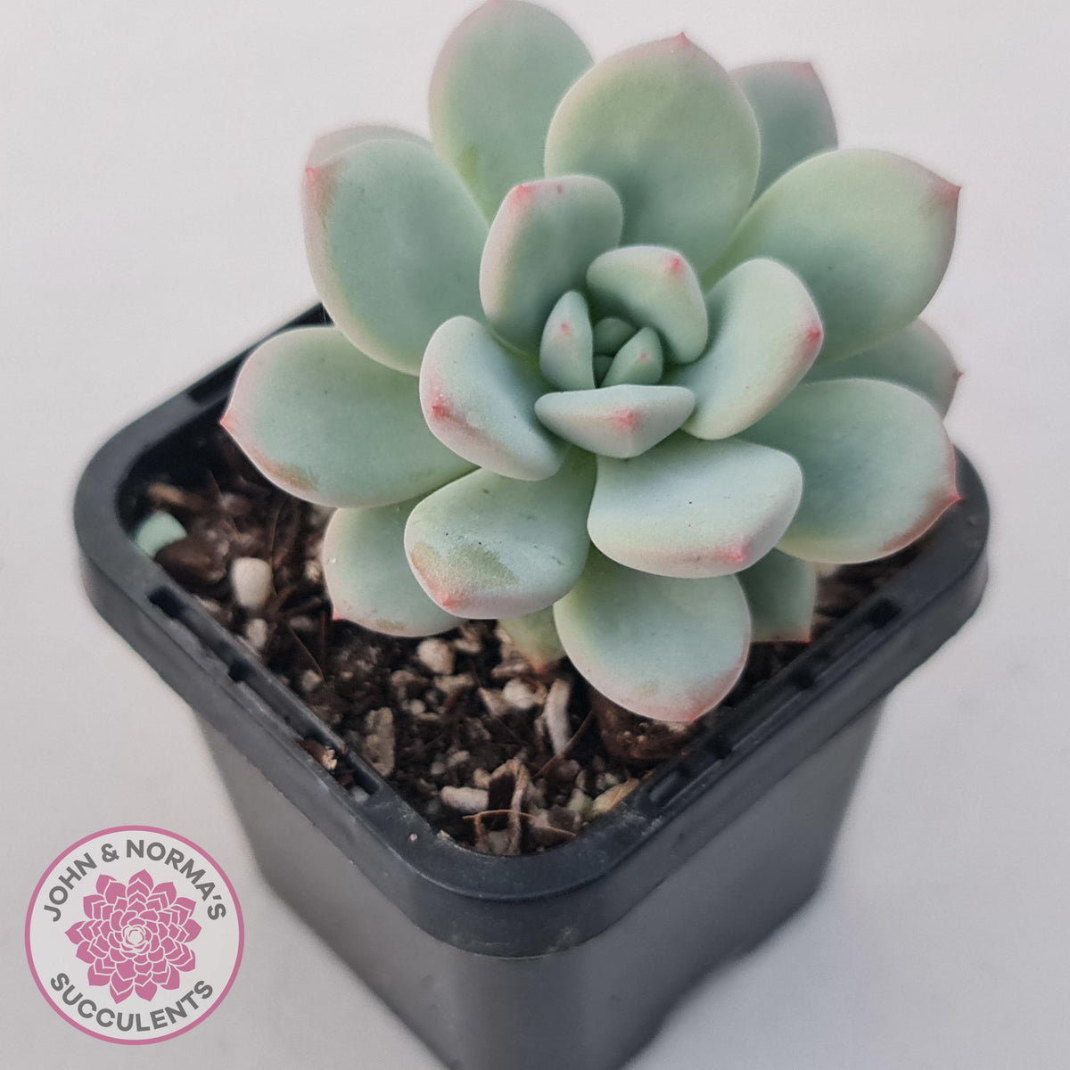 Echeveria 'Fragrant Cocoa'