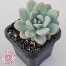 Load image into Gallery viewer, Echeveria &#39;Fragrant Cocoa&#39; - John &amp; Norma&#39;s Succulents Australia
