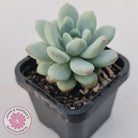 Echeveria 'Fragrant Cocoa'