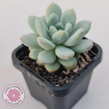 Load image into Gallery viewer, Echeveria &#39;Fragrant Cocoa&#39; - John &amp; Norma&#39;s Succulents Australia
