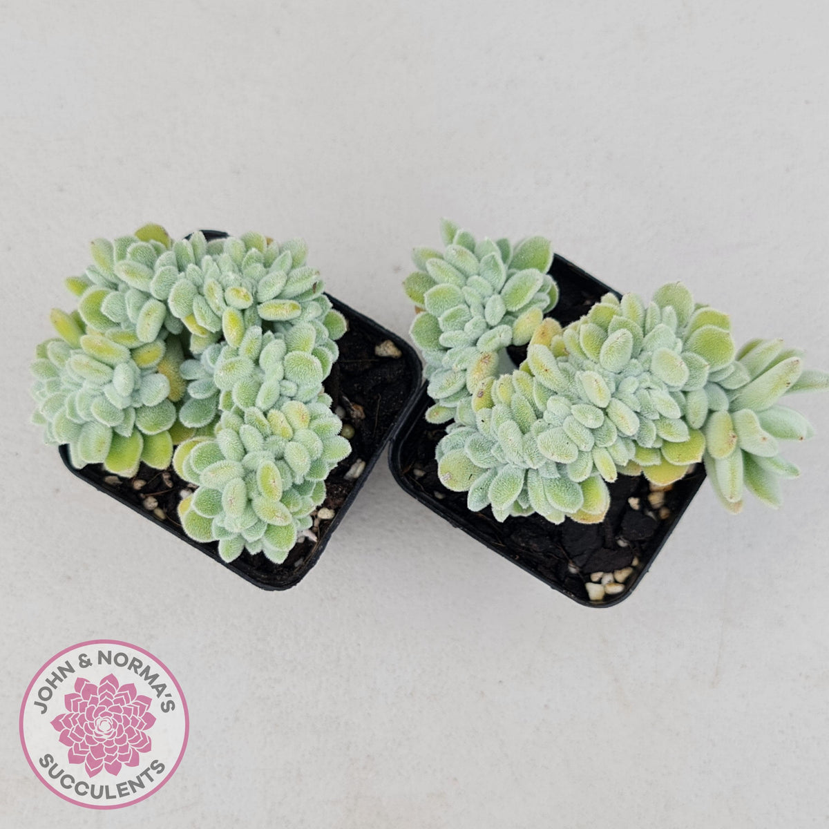 Echeveria pulvinata 'Frosty' Crest