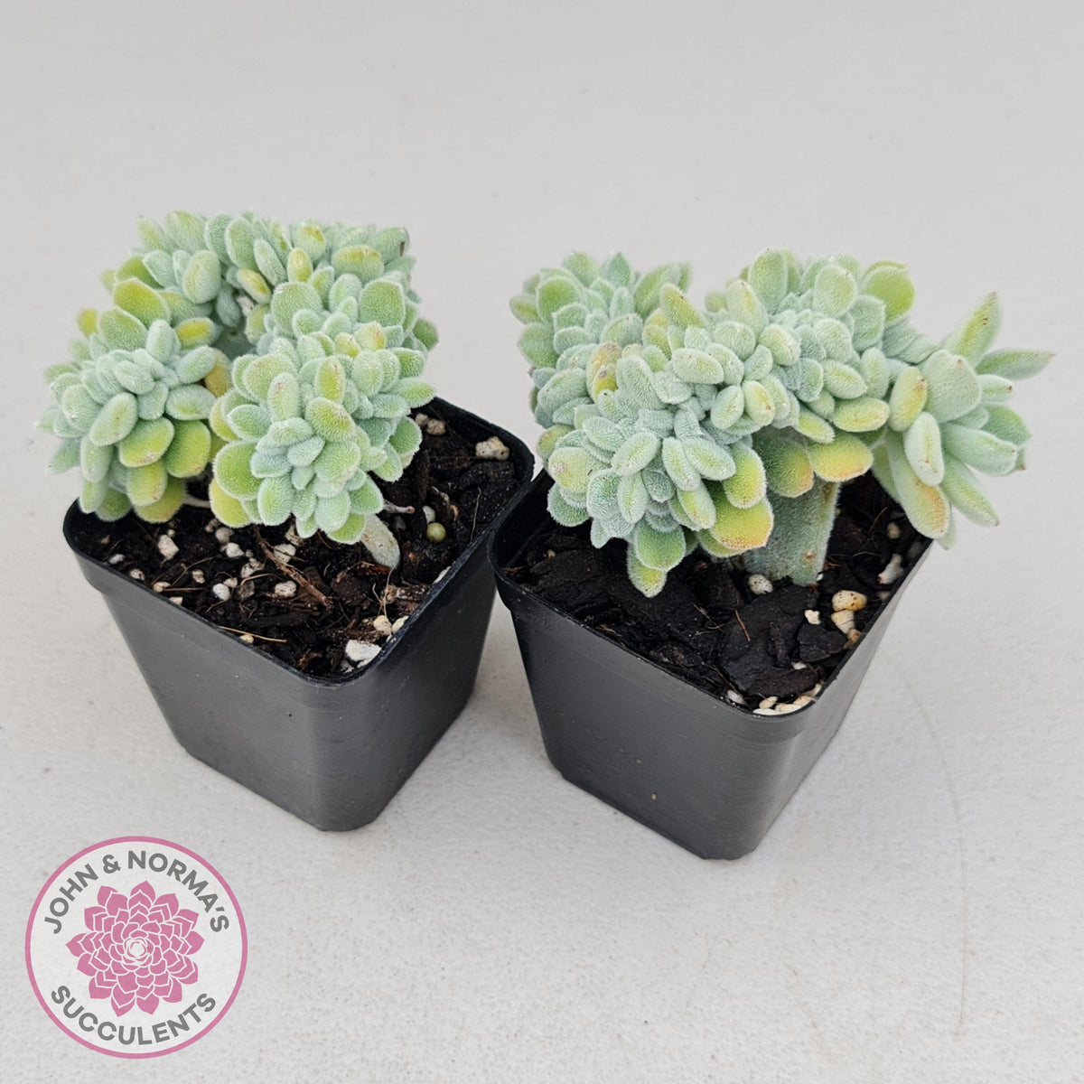 Echeveria pulvinata 'Frosty' Crest