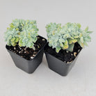 Echeveria pulvinata 'Frosty' Crest