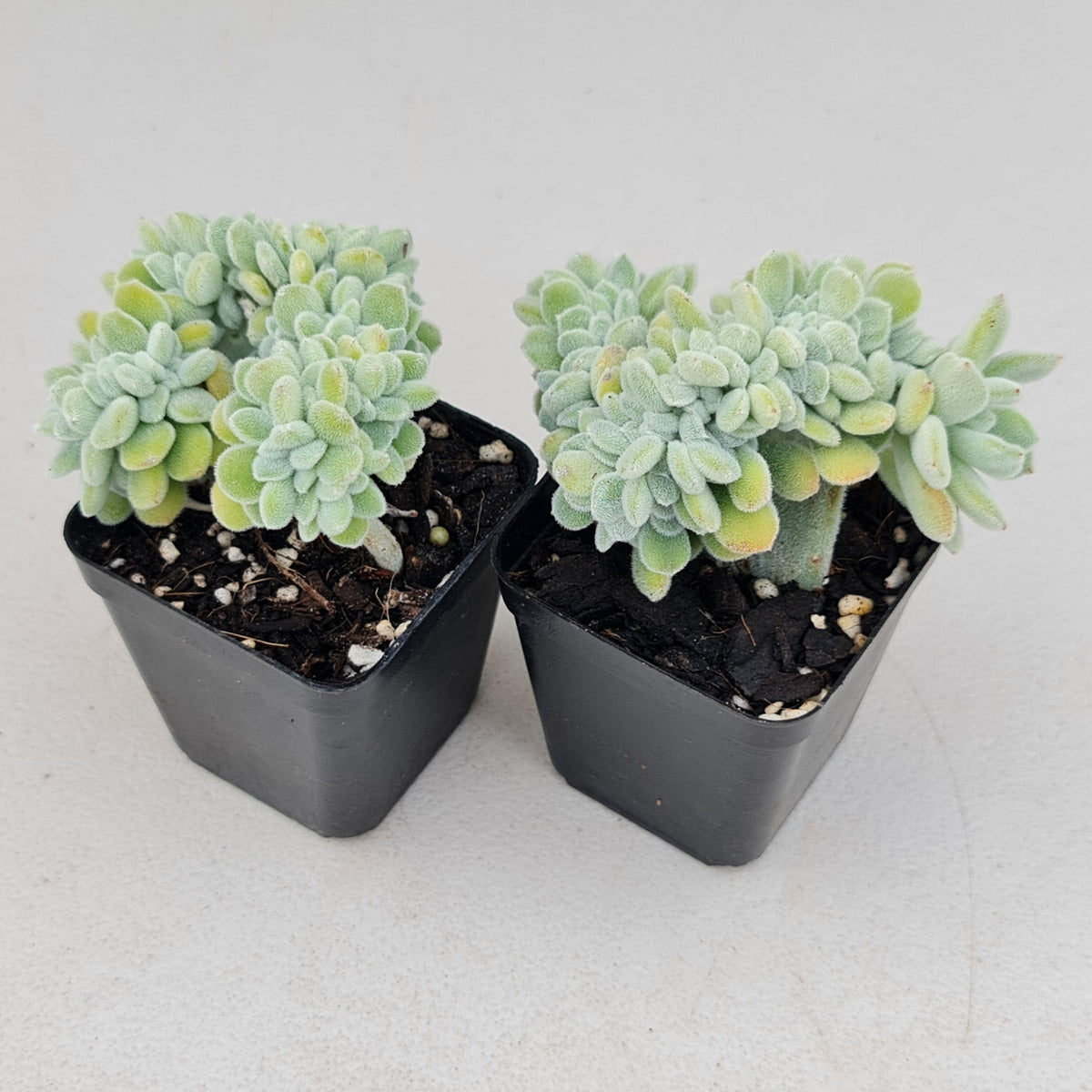 Echeveria pulvinata 'Frosty' Crest