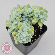 Load image into Gallery viewer, Echeveria pulvinata Frosty Crest - John &amp; Norma&#39;s Succulents
