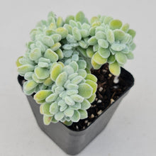 Load image into Gallery viewer, Echeveria pulvinata Frosty Crest - John &amp; Norma&#39;s Succulents
