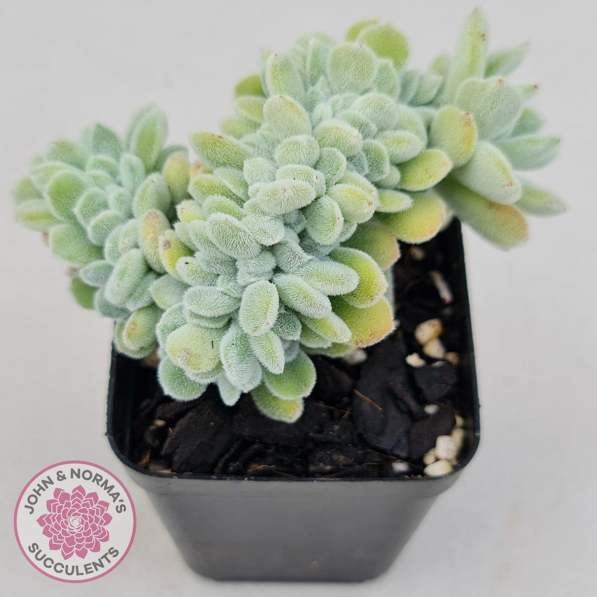 Echeveria pulvinata 'Frosty' Crest
