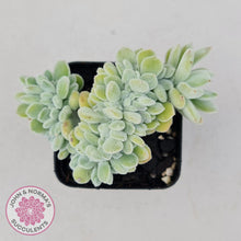 Load image into Gallery viewer, Echeveria pulvinata Frosty Crest - John &amp; Norma&#39;s Succulents
