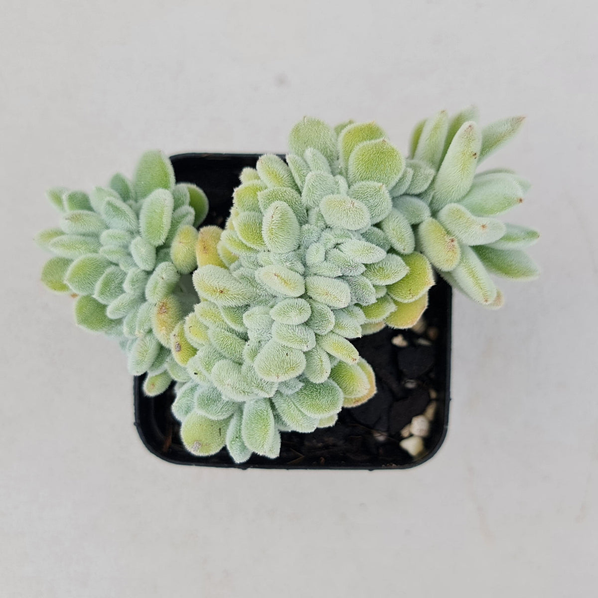 Echeveria pulvinata 'Frosty' Crest