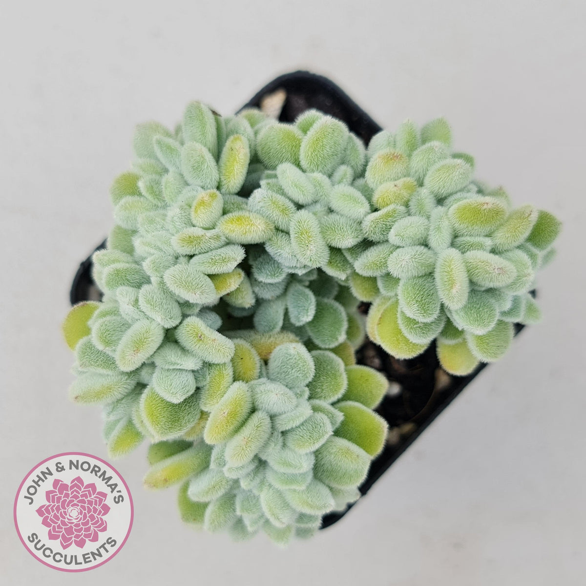 Echeveria pulvinata 'Frosty' Crest