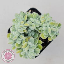 Load image into Gallery viewer, Echeveria pulvinata Frosty Crest - John &amp; Norma&#39;s Succulents
