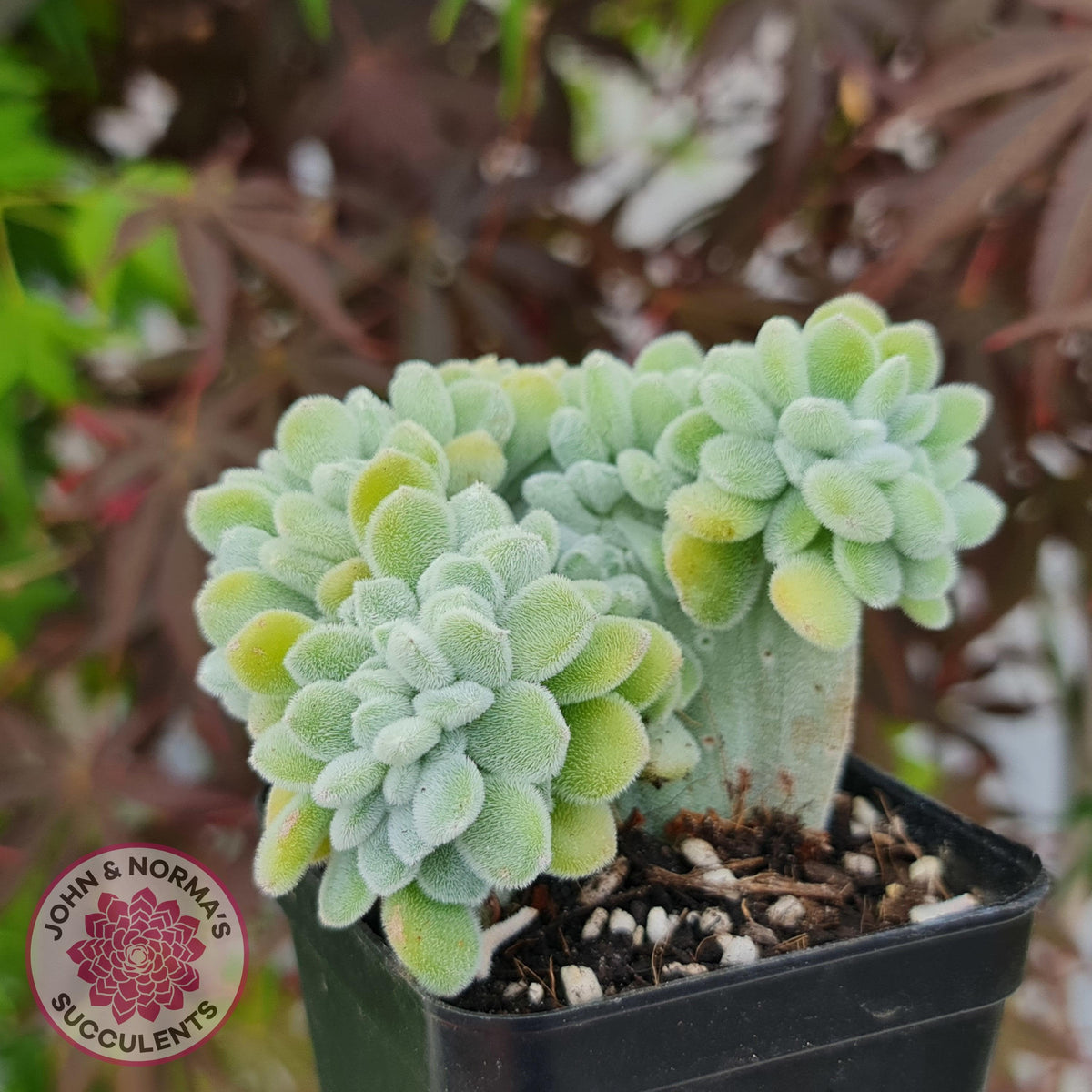 Echeveria pulvinata 'Frosty' Crest