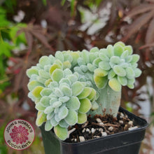 Load image into Gallery viewer, Echeveria pulvinata Frosty Crest - John &amp; Norma&#39;s Succulents
