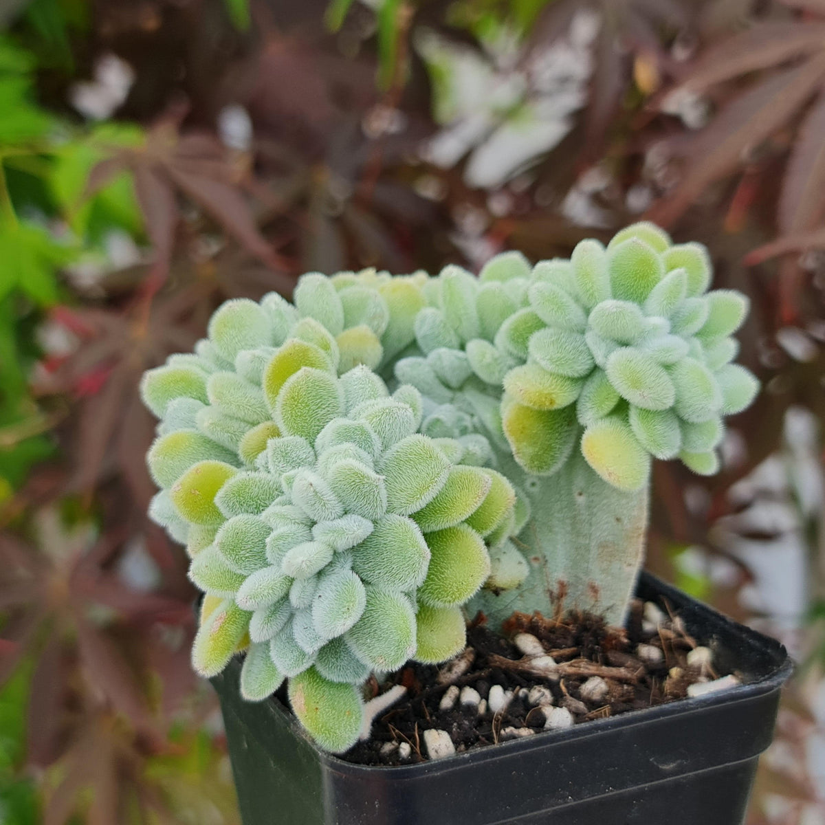 Echeveria pulvinata 'Frosty' Crest