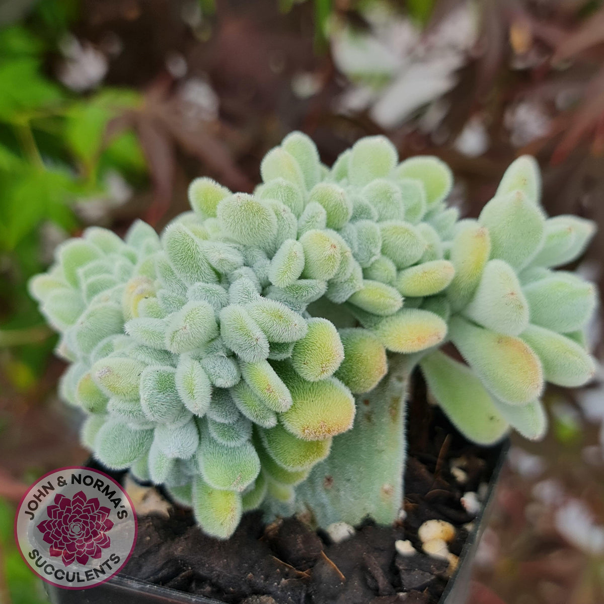 Echeveria pulvinata 'Frosty' Crest