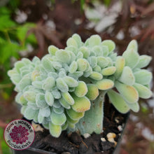 Load image into Gallery viewer, Echeveria pulvinata Frosty Crest - John &amp; Norma&#39;s Succulents
