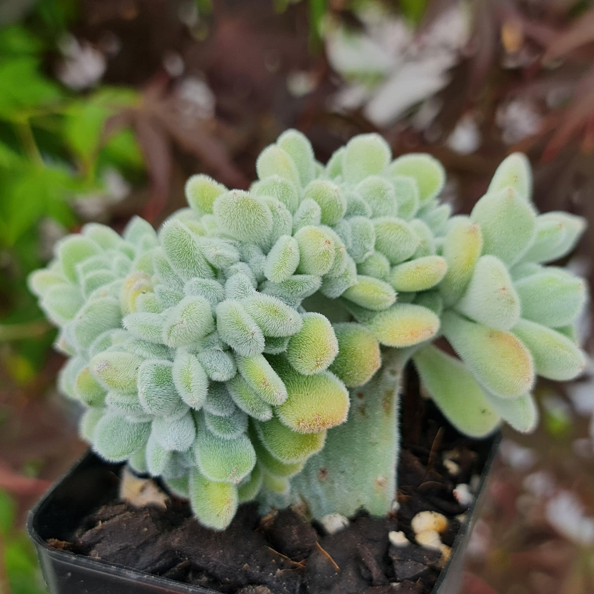 Echeveria pulvinata 'Frosty' Crest