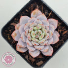 Echeveria 'Fu Rong'