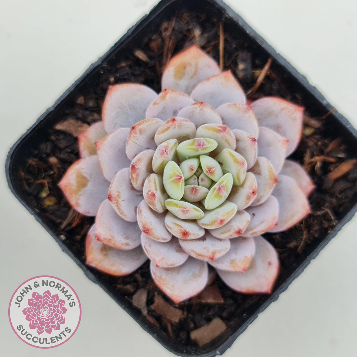 Echeveria 'Fu Rong'