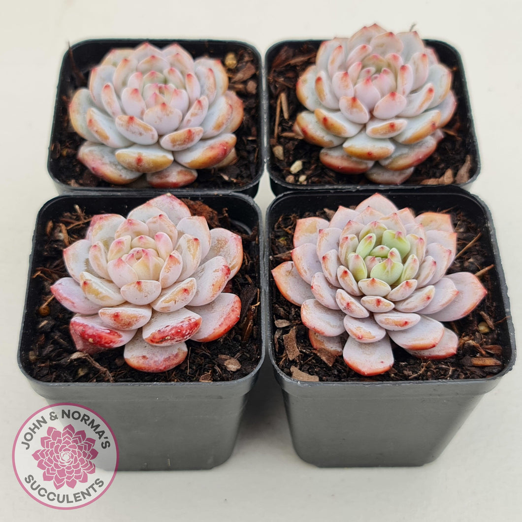 Echeveria 'Fu Rong' - John & Norma's Succulents Australia