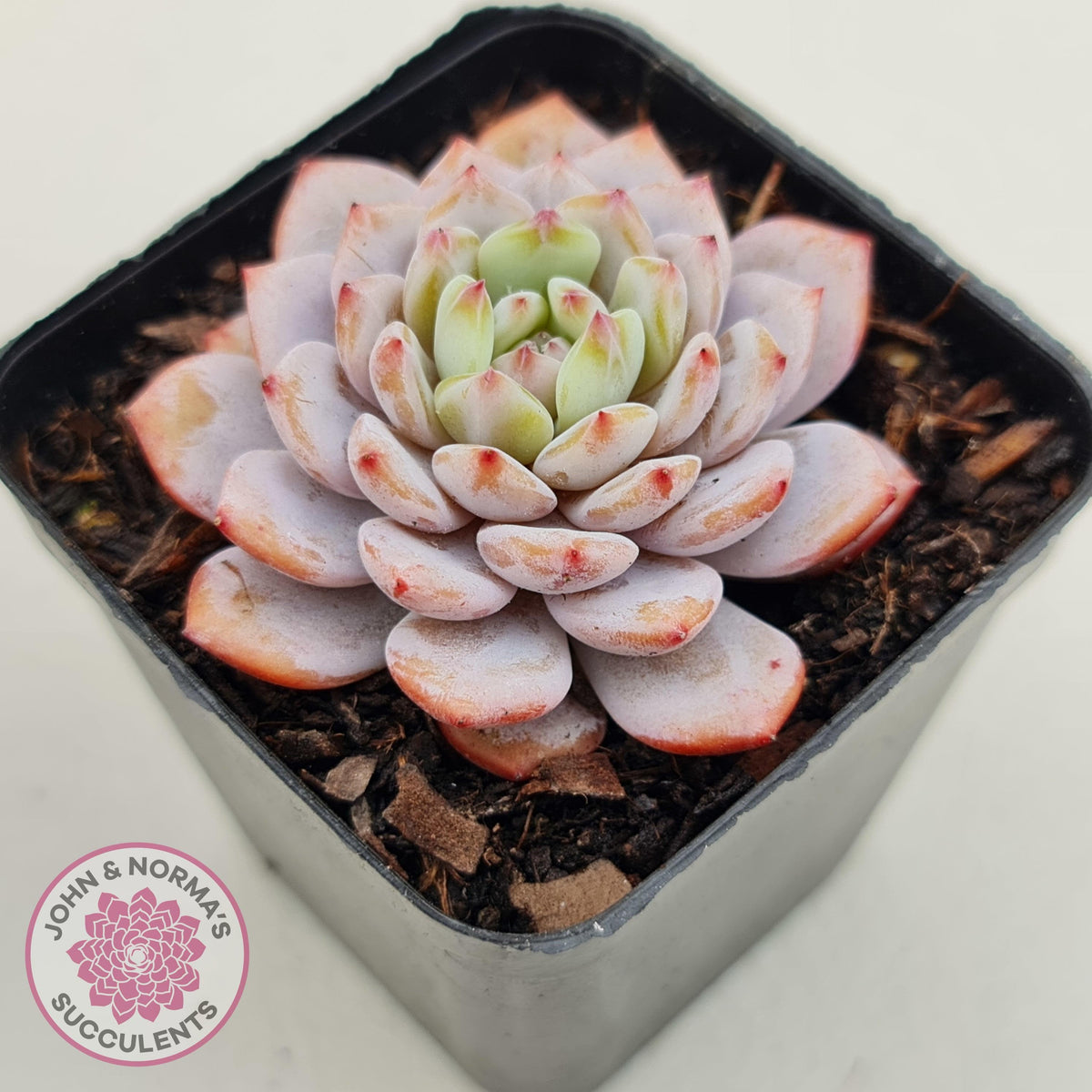 Echeveria 'Fu Rong'