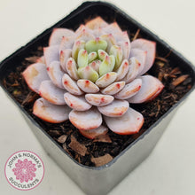 Load image into Gallery viewer, Echeveria &#39;Fu Rong&#39; - John &amp; Norma&#39;s Succulents Australia
