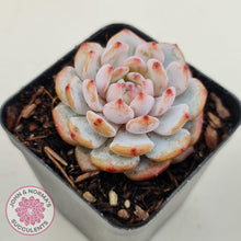 Load image into Gallery viewer, Echeveria &#39;Fu Rong&#39; - John &amp; Norma&#39;s Succulents Australia
