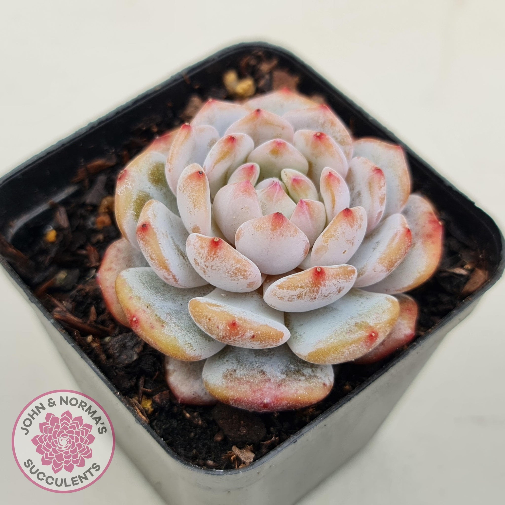 Echeveria 'Fu Rong' | John & Norma's Succulents – John & Norma's ...
