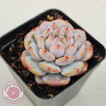 Load image into Gallery viewer, Echeveria &#39;Fu Rong&#39; - John &amp; Norma&#39;s Succulents Australia
