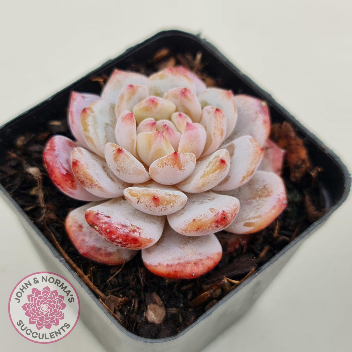 Echeveria 'Fu Rong'