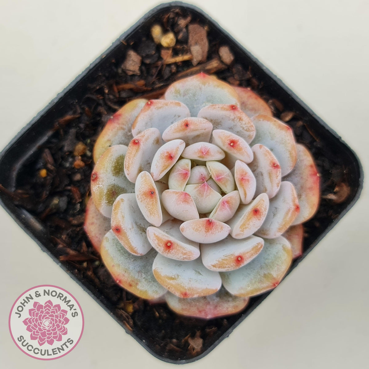 Echeveria 'Fu Rong'