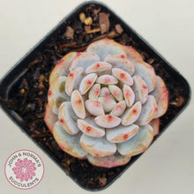 Load image into Gallery viewer, Echeveria &#39;Fu Rong&#39; - John &amp; Norma&#39;s Succulents Australia
