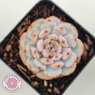 Echeveria 'Fu Rong'