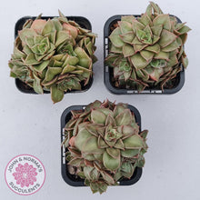 Load image into Gallery viewer, Echeveria &#39;Xuan Ji&#39; - John &amp; Norma&#39;s Succulents Australia
