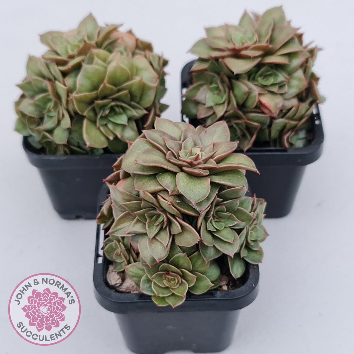 Echeveria 'Xuan Ji'