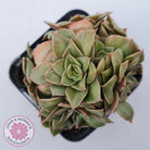 Echeveria 'Xuan Ji'