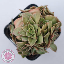 Load image into Gallery viewer, Echeveria &#39;Xuan Ji&#39; - John &amp; Norma&#39;s Succulents Australia
