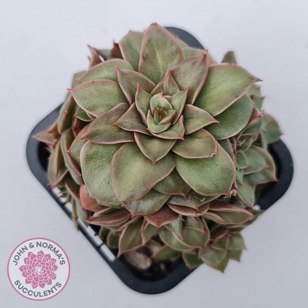 Echeveria 'Xuan Ji'