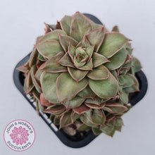 Load image into Gallery viewer, Echeveria &#39;Xuan Ji&#39; - John &amp; Norma&#39;s Succulents Australia
