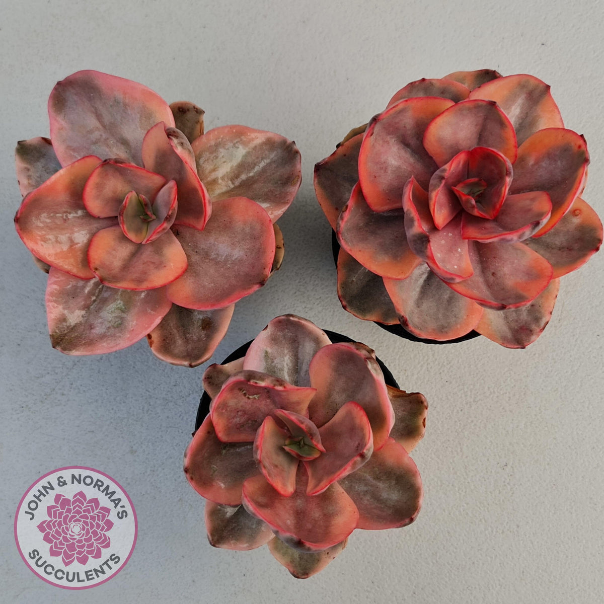 Echeveria 'Golden State'