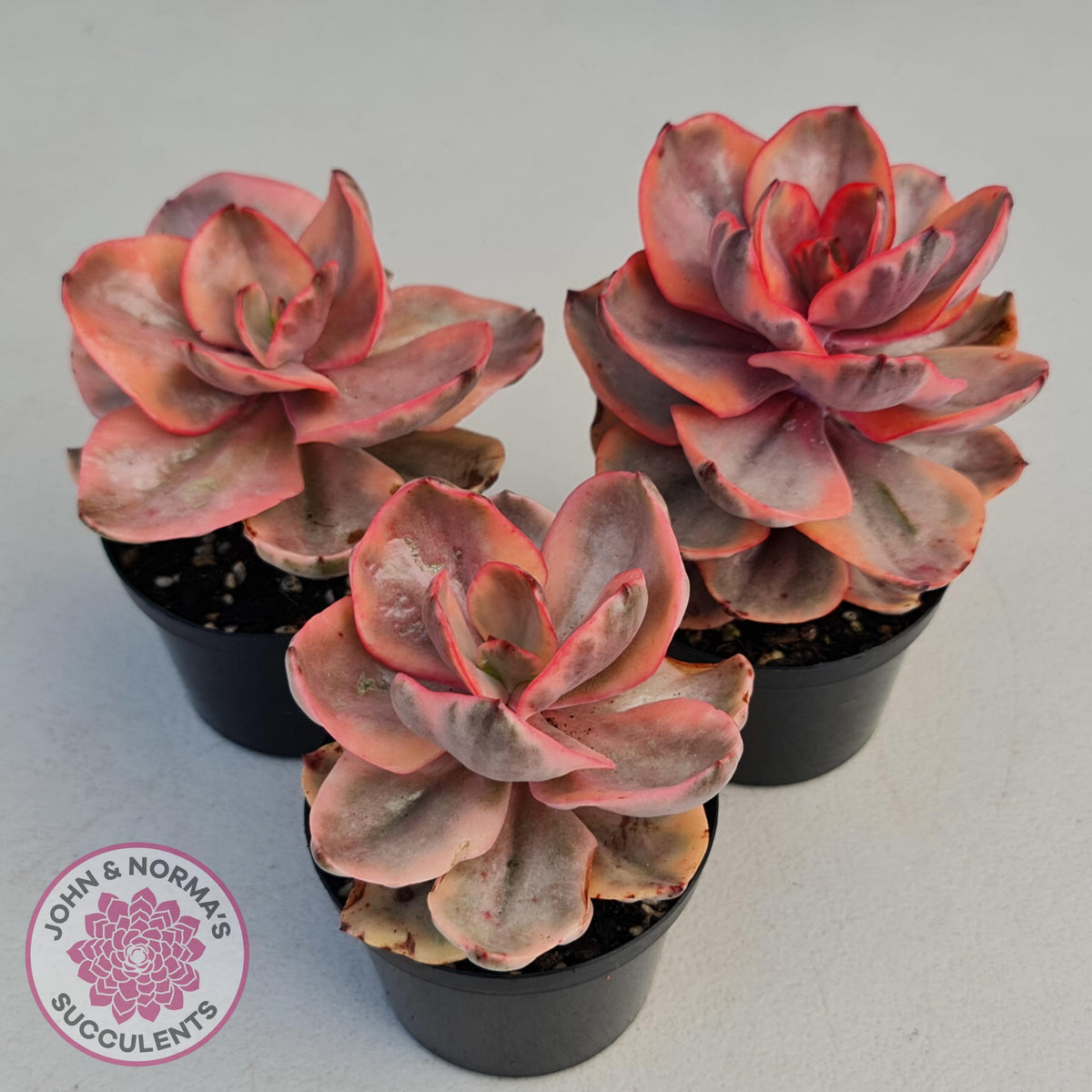 Echeveria 'Golden State'