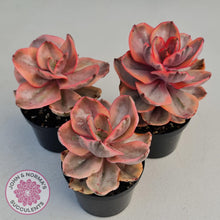 Load image into Gallery viewer, Echeveria &#39;Golden State&#39; - John &amp; Norma&#39;s Succulents
