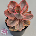 Echeveria 'Golden State'
