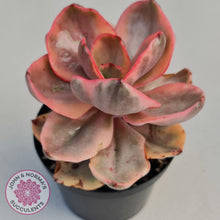 Load image into Gallery viewer, Echeveria &#39;Golden State&#39; - John &amp; Norma&#39;s Succulents
