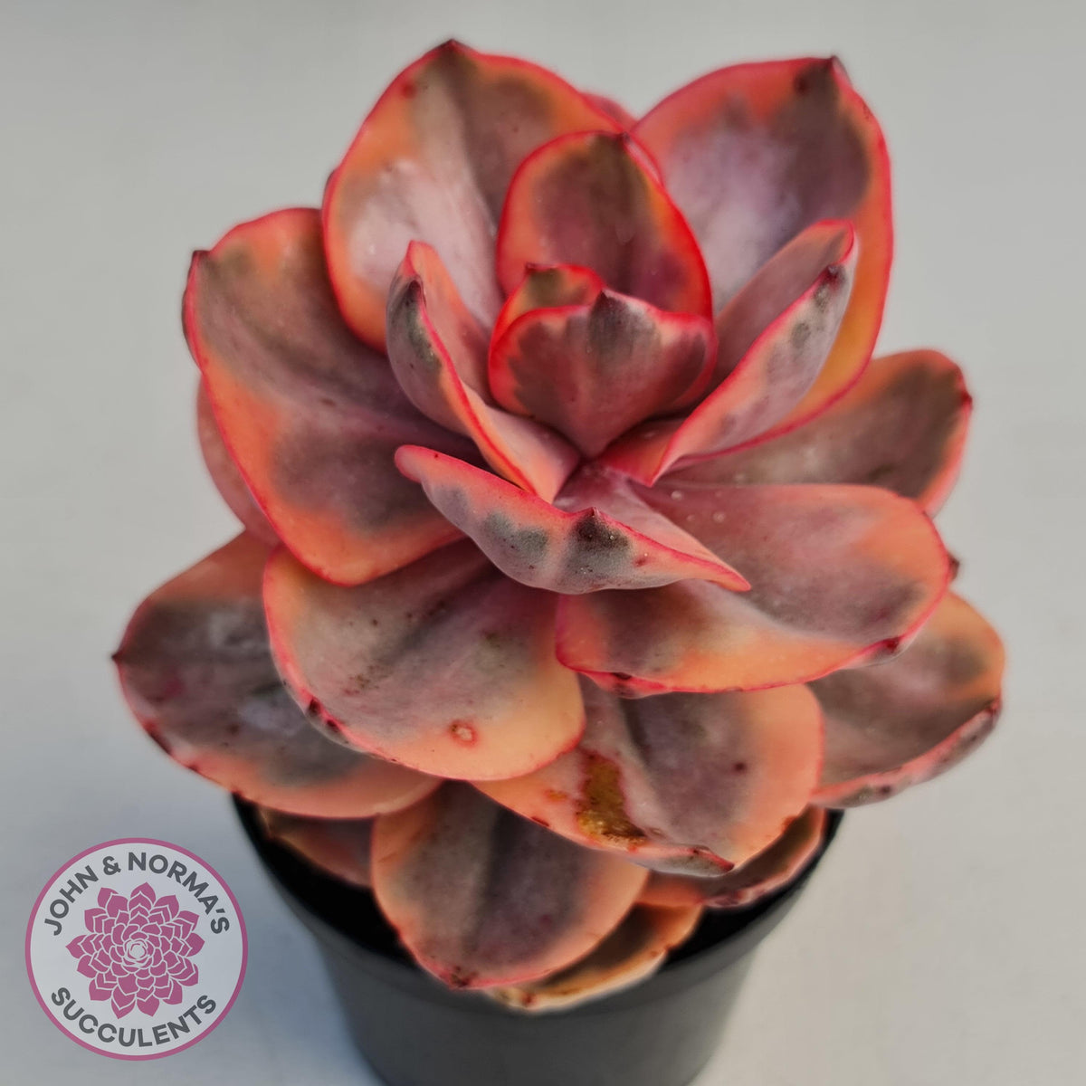 Echeveria 'Golden State'