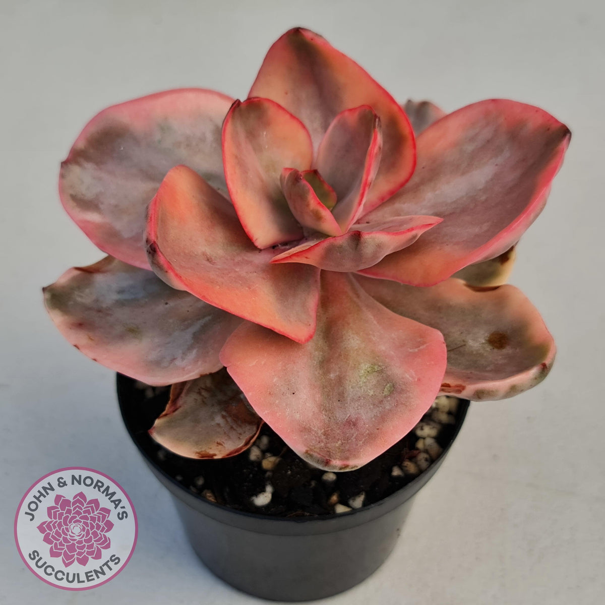 Echeveria 'Golden State'